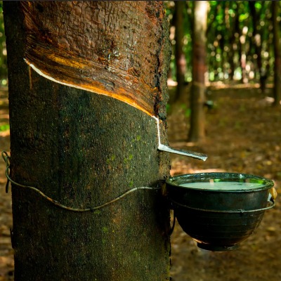 tree used for dunlop latex process