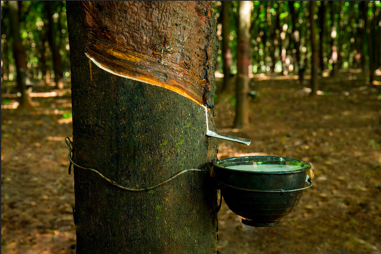 tree used for dunlop latex process