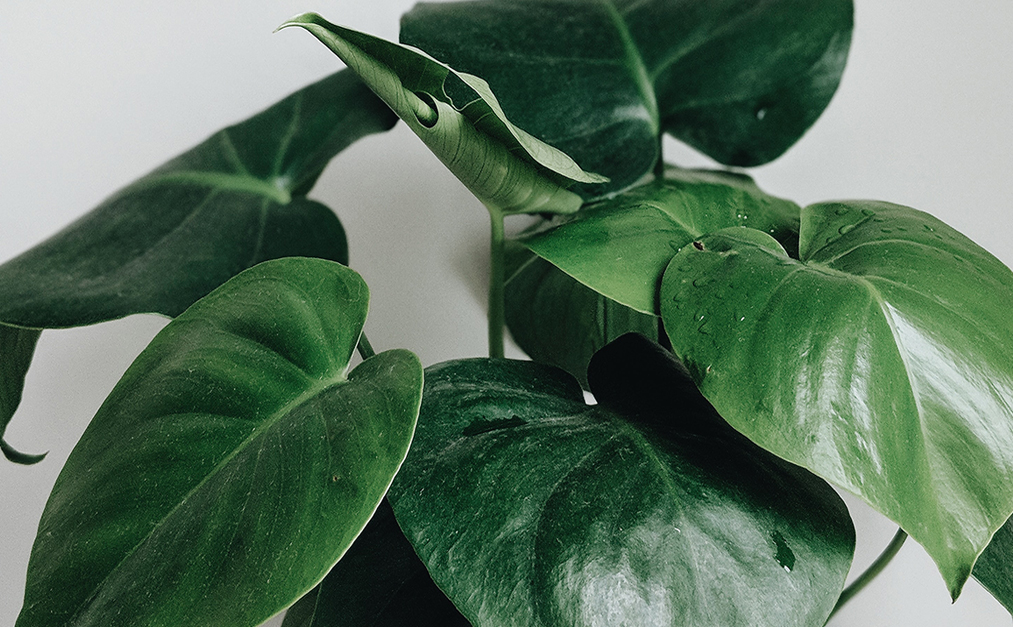 indoor plant